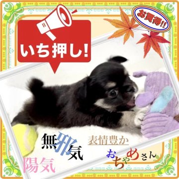 チワワ(ロング)【大阪府・男の子・2025年9月7日・ブラックタン(色艶の良いトライカラーです😊❗️)】の写真「大きなおめめとぬいぐるみ🧸体型でとってもキュート」