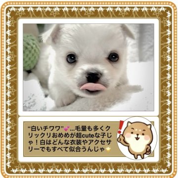 チワワ(ロング)【大阪府・男の子・2025年8月29日・ホワイト&クリーム:モコモコふわふわのヌイグルミ❓】の写真「ザ・ぬいぐるみ🧸‼️って感じの子(๑❛ᴗ❛๑)」