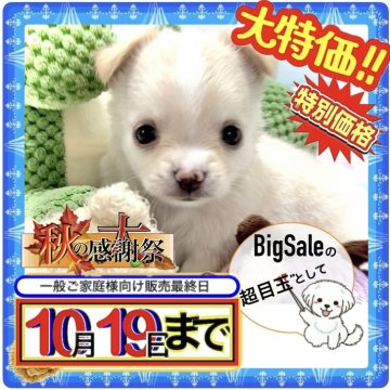 チワワ(ロング)【大阪府・男の子・2025年8月17日・クリーム&ホワイト(ピンクゴールドの柔らかな毛色)】の写真「秋🍂の大感謝祭ヽ(´▽｀)/目玉として特別価格❗」