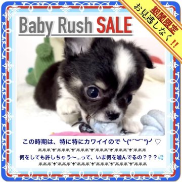 チワワ(ロング)【大阪府・男の子・2025年4月6日・ブラックタン&ホワイト:飾り毛豊かで超カワユシです】の写真「🟥保育室の都合上、期間限定大特価セールです🟥」