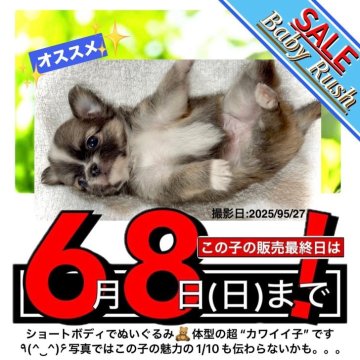 チワワ(ロング)【大阪府・男の子・2025年4月6日・フォーン&ホワイト(💮配色バランス最高〜💯)】の写真「🟥期間限定‼︎ベビーラッシュセールお見逃しなく‼」
