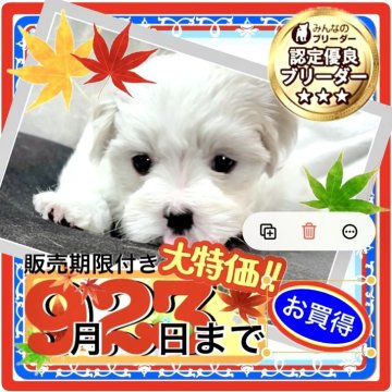 マルチーズ【大阪府・女の子・2025年7月20日・ホワイト《フワフワの綿アメのような艶やかな白♡》】の写真「カワイイお顔＋ぽっちゃりボディ＋超短シッポの女の子」