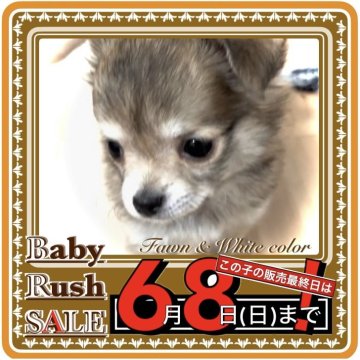 チワワ(ロング)【大阪府・女の子・2025年4月1日・フォーン&ホワイト(子鹿ちゃんのように可愛い毛色)】の写真「🟥販売最終日決定‼️6/1まで197,000円‼」