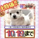 チワワ(ロング)