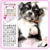 チワワ(ロング)