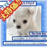 チワワ(ロング)