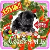 フレンチブルドッグ