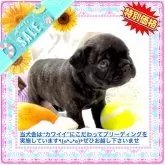 フレンチブルドッグ
