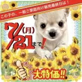 チワワ(ロング)