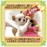 チワワ(ロング)