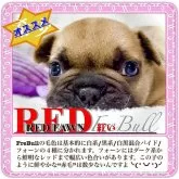 フレンチブルドッグ