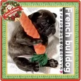 フレンチブルドッグ【大阪府・男の子・2025年10月12日・ブリンドル(しっとりしたツヤのある毛質です)】の写真1「Frebullブリーディング歴史27年の豊富なデータを基に“カワイイ”にこだわって交配しています✨」