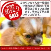 チワワ(ロング)【大阪府・女の子・2024年11月1日・レッドフォーン&ホワイト※優しい色合いの赤毛です❣】の写真1「このワンちゃんの一般向け販売は1/13(月)をもって終了とさせていただきます。ご了承お願いいたします」