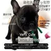 フレンチブルドッグ【大阪府・男の子・2024年12月14日・ブリンドル : とっても艶やかな✨黒光り系男子です】の写真1「只今、当犬舎はベビーラッシュ中です。保育室を早めに空けたいので短期間の特別SALE中です！」