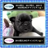フレンチブルドッグ