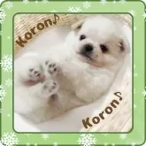 チワワ(ロング)