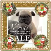 フレンチブルドッグ