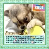 チワワ(ロング)
