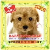 タイニープードル