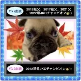 フレンチブルドッグ