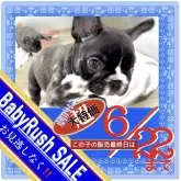 フレンチブルドッグ