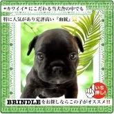 フレンチブルドッグ