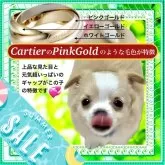 チワワ(ロング)