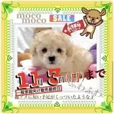 タイニープードル