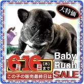 フレンチブルドッグ