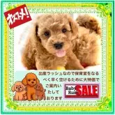 タイニープードル