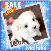 マルチーズ