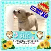 チワワ(ロング)