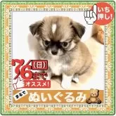 チワワ(ロング)