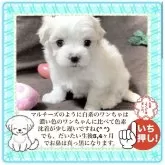 マルチーズ