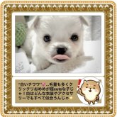 チワワ(ロング)