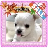 チワワ(ロング)