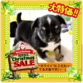 チワワ(ロング)