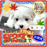 マルチーズ