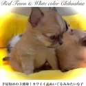 チワワ(ロング)【大阪府・女の子・2024年11月1日・レッドフォーン&ホワイト※優しい色合いの赤毛です❣】の写真2「ふわふわ♪コロコロ♬モコモコの可愛い〜女の子でーす٩(^‿^)۶」