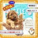 タイニープードル【大阪府・女の子・2025年7月3日・ブラウン(※テディベアと同じ毛色でーす(^○^))】の写真2「✳️健康的で元気なのはもちろん！見た目の可愛らしさ✨にはこだわっています(^○^)♡」