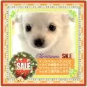 チワワ(ロング)【大阪府・女の子・2025年9月10日・クリーム&ホワイト・🎄白雪❄️のようにカワイイ子】の写真2「BabyRush時は、保育室を早く空けるために何頭かを特別価格でご案内しておりますo(^▽^)o」