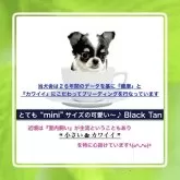チワワ(ロング)【大阪府・女の子・2025年1月23日・ブラックタン&ホワイト/背中に白い⚡️模様あり⚡️】の写真2「小さくて、元気で、愛想良くて、カワイイ顔立ち╰(*´︶`*)╯♡一家のアイドルになること間違いなし❗」