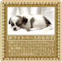 チワワ(ロング)【大阪府・女の子・2025年8月11日・セーブル&ホワイト(鮮やかなフォーンセーブルの子)】の写真2「当犬舎では、開業当初より“カワイイ”にこだわったブリーディングを行なっています」