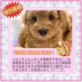 タイニープードル【大阪府・男の子・2025年9月16日・レッドフォーン(1番人気の鮮やかな赤毛ちゃんです)】の写真2「BabyRush部セールは保育室をなるべく早く空けるために実施しております」