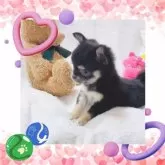 チワワ(ロング)【大阪府・女の子・2025年12月8日・※トライカラー《黒/白/オレンジ3色コントラスト》】の写真2「陽気で天真爛漫♫動きが可愛すぎる〜(o^^o)💖」