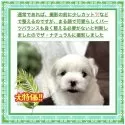 マルチーズ【大阪府・女の子・2025年7月20日・ホワイト《フワフワの綿アメのような艶やかな白♡》】の写真3「“カワイイ”とは見た目はもちろん人当たりや性格も可愛らしくなるようにスタッフ一同心掛けて接しています」