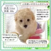 タイニープードル【大阪府・女の子・2025年9月1日・アプリコット《※鮮やかなオレンジ🍊フォーン》】の写真3「パパのルイくんは、2300gのかなり小さめのタイニーサイズo(^▽^)o」