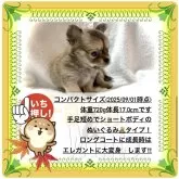 チワワ(ロング)【大阪府・男の子・2025年7月17日・フォーン&ホワイト(グラデーションの濃淡が綺麗✨)】の写真4「パパもママも2.0〜2.5kgのminiサイズの可愛い子です。この子もコンパクトサイズだと思います♪」
