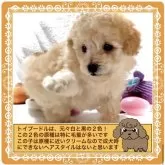 タイニープードル【大阪府・女の子・2025年9月1日・アプリコット《※鮮やかなオレンジ🍊フォーン》】の写真4「両親どちらに似ても、小さいサイズ予想のカワイイ子になりますよ٩(๑❛ᴗ❛๑)۶」