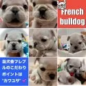 フレンチブルドッグ【大阪府・男の子・2024年11月3日・ホワイト&クリーム 見た目にとても優しい毛色です♬】の写真3「いろんな角度からご覧ください♡どこから見てもカワイイです☆」